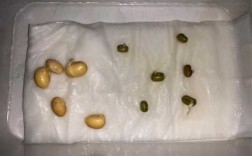 图片记录豆子发芽过程（豆子发芽过程图片泡在水里）