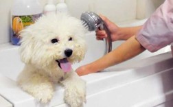 给宠物洗澡过程（给宠物洗澡一般要多少钱）