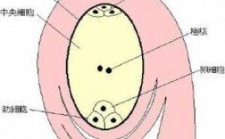 胚囊的形成过程图（胚囊由什么组成）