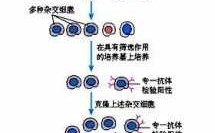 病毒克隆的过程（如何克隆病原微生物的致病相关基因）