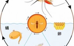 蚊子的变化过程（蚊子的变化过程,怎么画图）