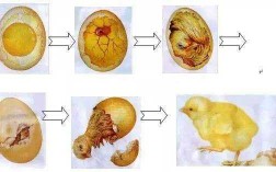 产出小鸡的过程（产出小鸡的过程视频）