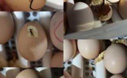 鸡蛋生长过程记录（鸡蛋的生长过程文字）