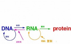 RNA病毒转录过程（rna病毒逆转录的过程）