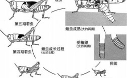 蝗虫的求偶繁殖过程（蝗虫如何繁殖后代）