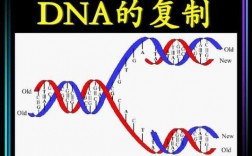 基因生理实现过程（基因的机制）