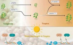 大豆细胞遗传过程（大豆细胞遗传过程图）