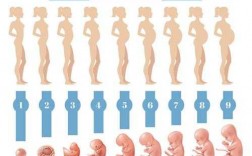 怀孕过程简单图（怀孕过程简单图片大全）