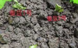 蚕豆的生长过程记录（蚕豆的生长过程记录简单）