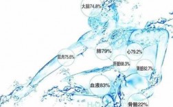 水人体过程图片（人体水脏分布图）