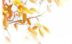 飘落树叶变色过程颜色（树叶飘落下来改成比喻或拟人的修辞手法）