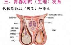 婴儿睾丸发育过程图（婴儿睾丸发育过程图解）