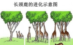 关于鹿的进化过程（鹿的成长过程）