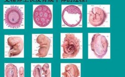 受精及胚胎发育过程（受精胚胎发育过程视频）