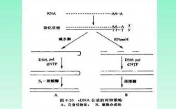 RNA复制模拟过程（rna复制后模板去向）