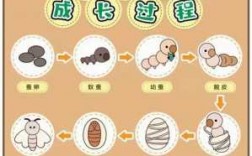 蚕宝宝变化过程（蚕宝宝变化过程图片）