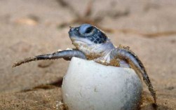 海龟孵化过程视频（小海龟孵化过程）