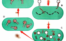 细菌性繁殖过程（细菌繁殖过程五步）