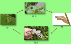 蝴蝶发育过程讲解（蝴蝶的发育阶段是什么）