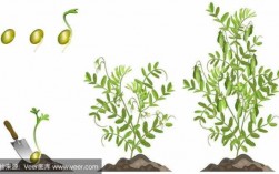 扁豆怎样生长过程（扁豆生长过程图片简笔画）