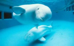 白鲸产子过程视频（白鲸怀孕多久生宝宝）