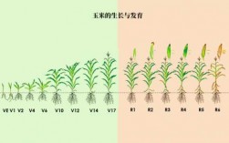 玉米籽粒发育过程分为（玉米种子的形成和萌发过程）