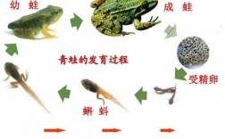 根据青蛙的发育过程的简单介绍