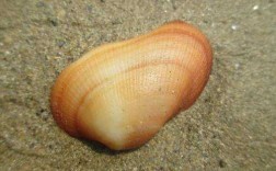 贝壳的繁殖过程（贝壳的繁殖过程图解）