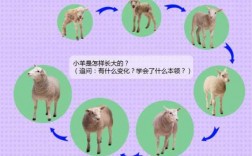 羊的生长变化过程（羊的生长阶段划分）
