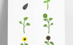 向日葵的生长过程图片简笔画（向日葵的生长过程图片 手绘图）