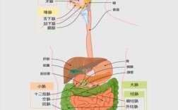 脂肪个的消化过程（脂肪的消化过程是从人体的哪个器官开始的?）