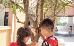 幼儿观察树木的过程（幼儿观察树木的过程视频）