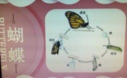 蝴蝶演变过程图片（蝴蝶演变过程图片二年级下册）