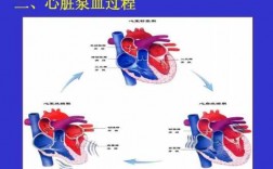心脏全身泵血过程（心脏全身泵血过程图）
