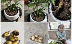 土豆成长过程（土豆成长过程视频）