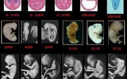 胚胎成长过程（胚胎成长过程大小）