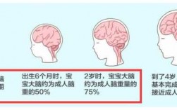婴儿的大脑发育过程（婴儿的大脑发育过程图）