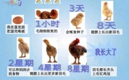 小鸡的进化过程图片（小鸡的变化过程图画）