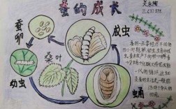 蚕生长过程描写（蚕的生长过程写下来）