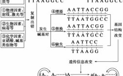 基因编码肽链过程（基因突变后,其编码的多肽链可能变长）