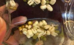 萌发豆芽的实验过程（萌发豆芽的实验过程视频）