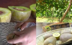 水果栽培过程（水果种植视频）