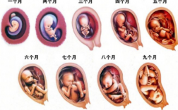 孕期十个月发育过程图（孕期十个月的变化图）