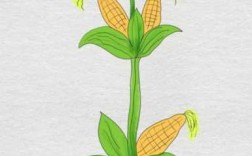 玉米生长过程图解（玉米生长过程图解简笔画图片）