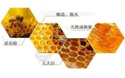 蜜蜂酿造蜂蜜的过程（蜜蜂酿蜜过程简述）