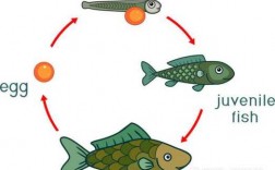 鱼形成的过程图片（鱼形成的过程图片大全）
