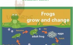 青蛙生长过程英文的简单介绍