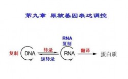 dsdna的转录过程（dna转录过程简述）