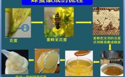 蜂蜜的形成过程（蜂蜜的形成过程是什么）