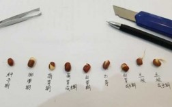 红豆发芽过程记录（红豆发芽过程记录表）